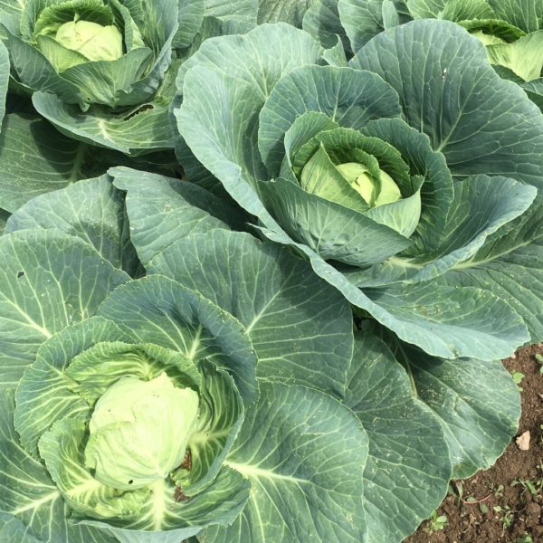 Photograph of Cabbage in the Garden